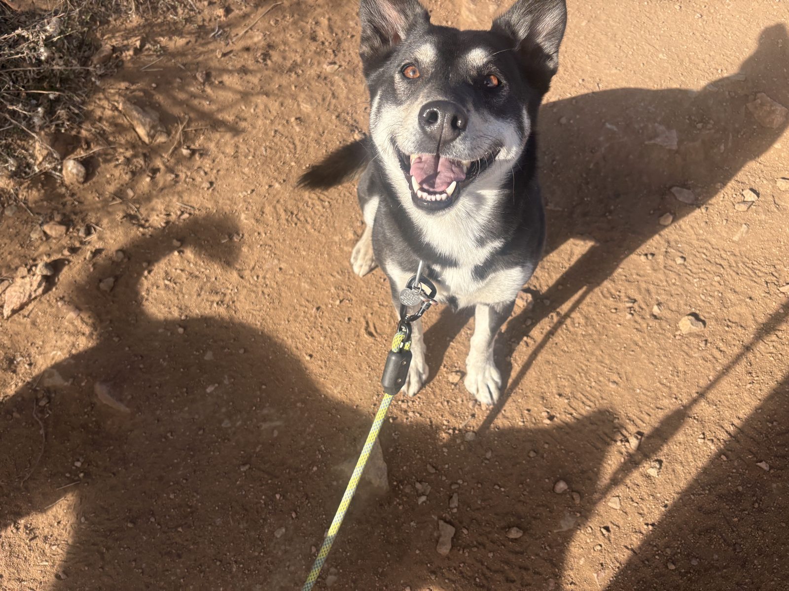 Dog on a Denver-area hiking trail