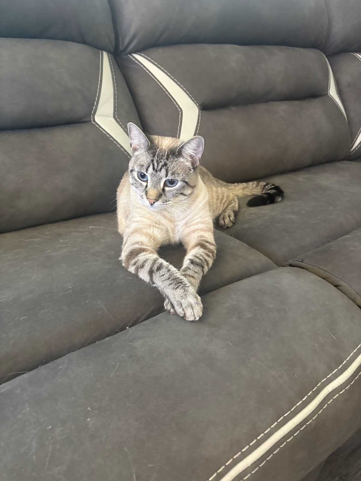 Cat stretched out on a couch during a check-in