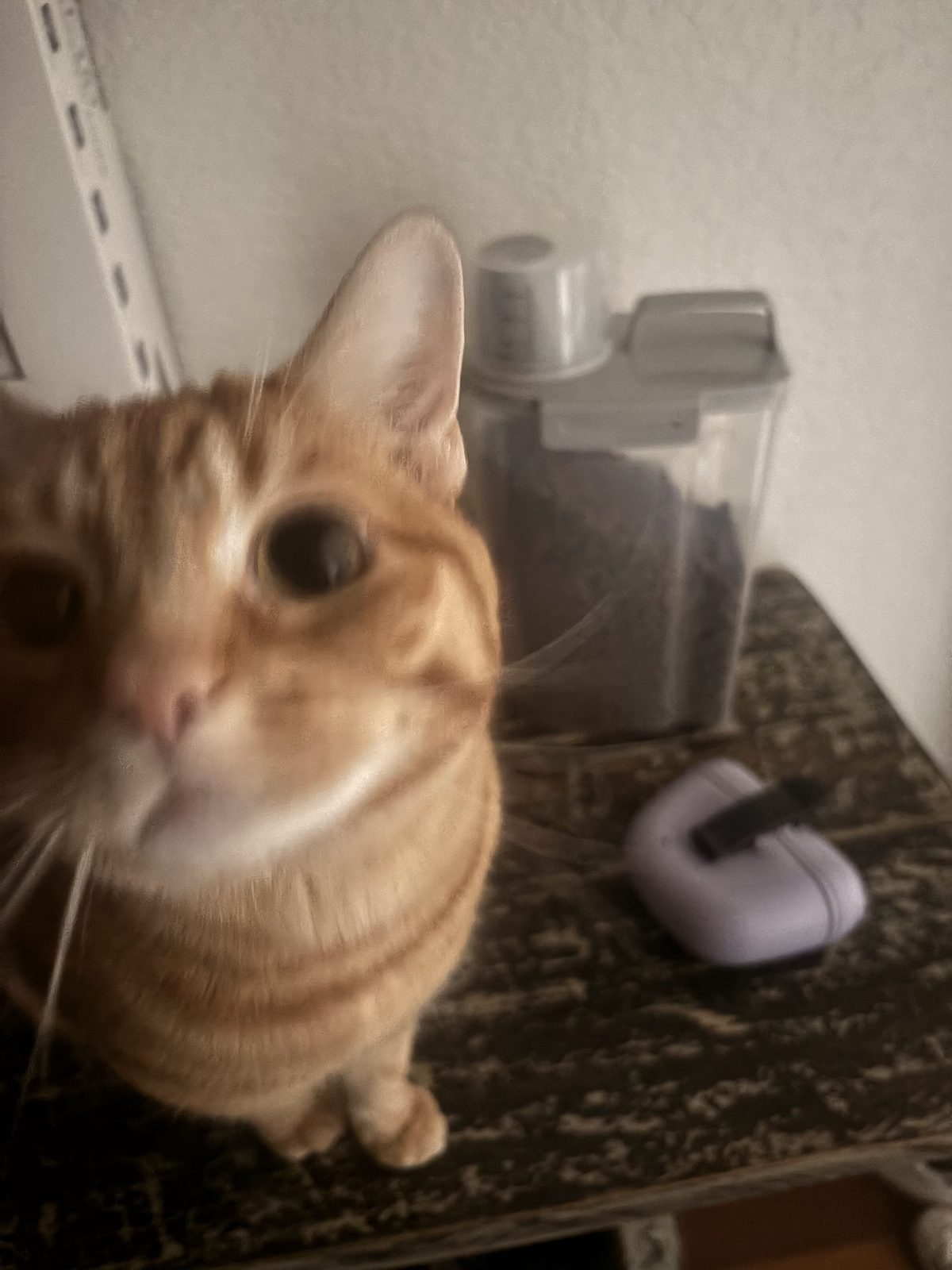 Orange tabby cat close up during a check-in