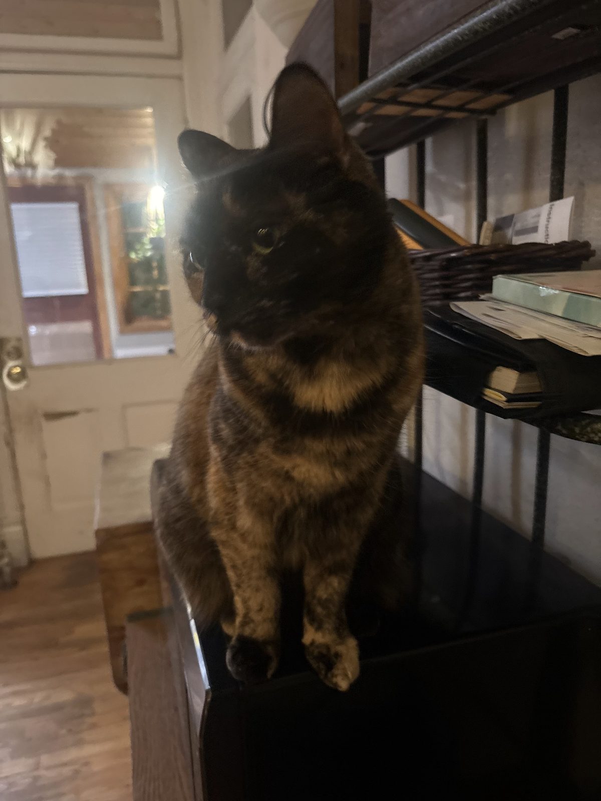 Tortoiseshell cat perched on a shelf at home