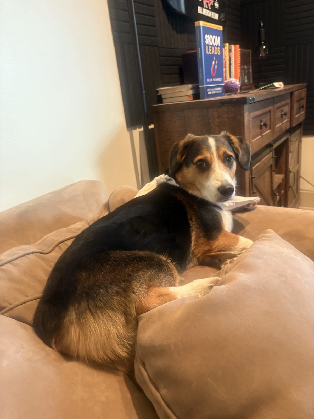Dog curled up on a cushion during daycare