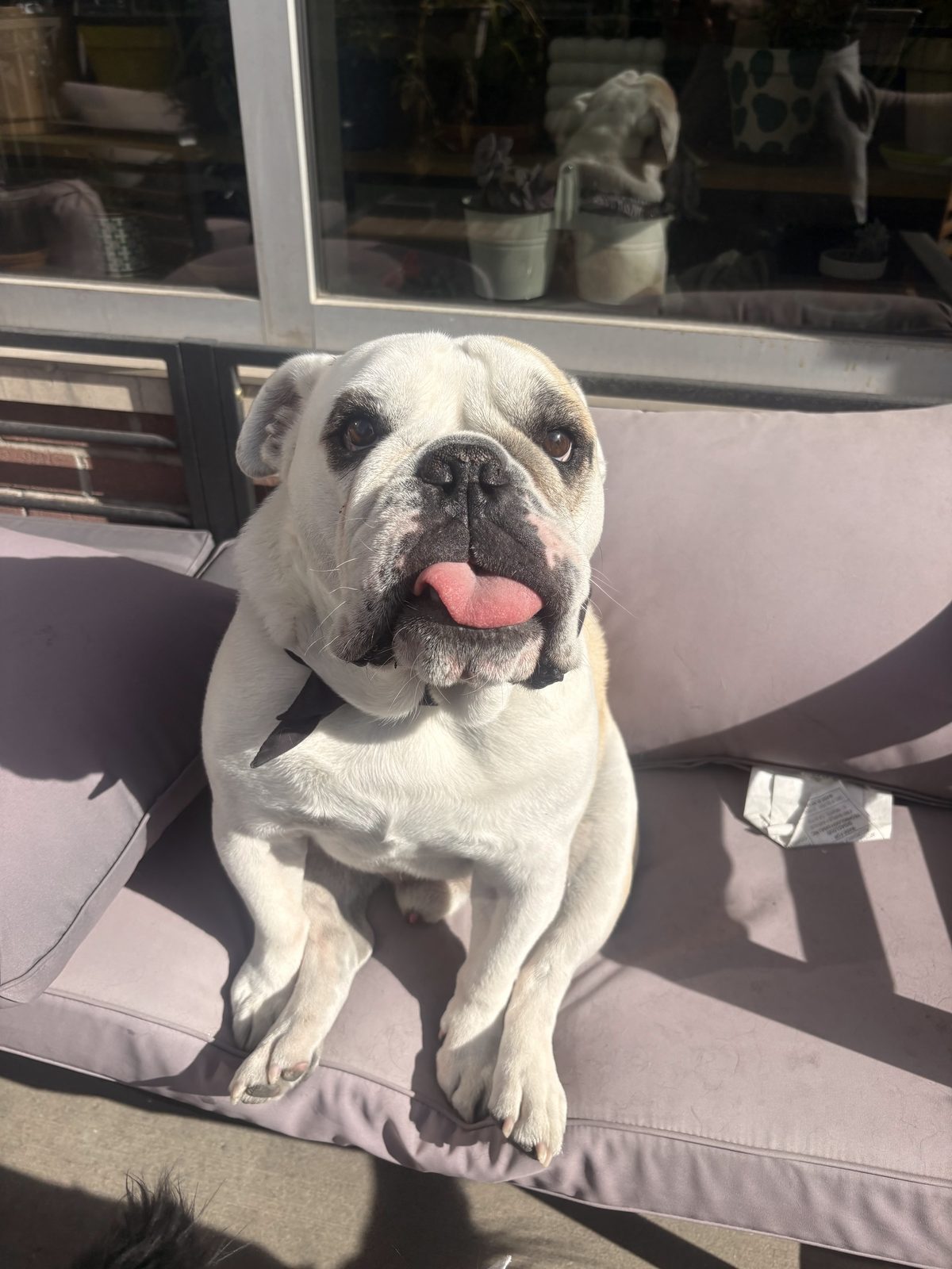 Bulldog relaxing on an outdoor cushion