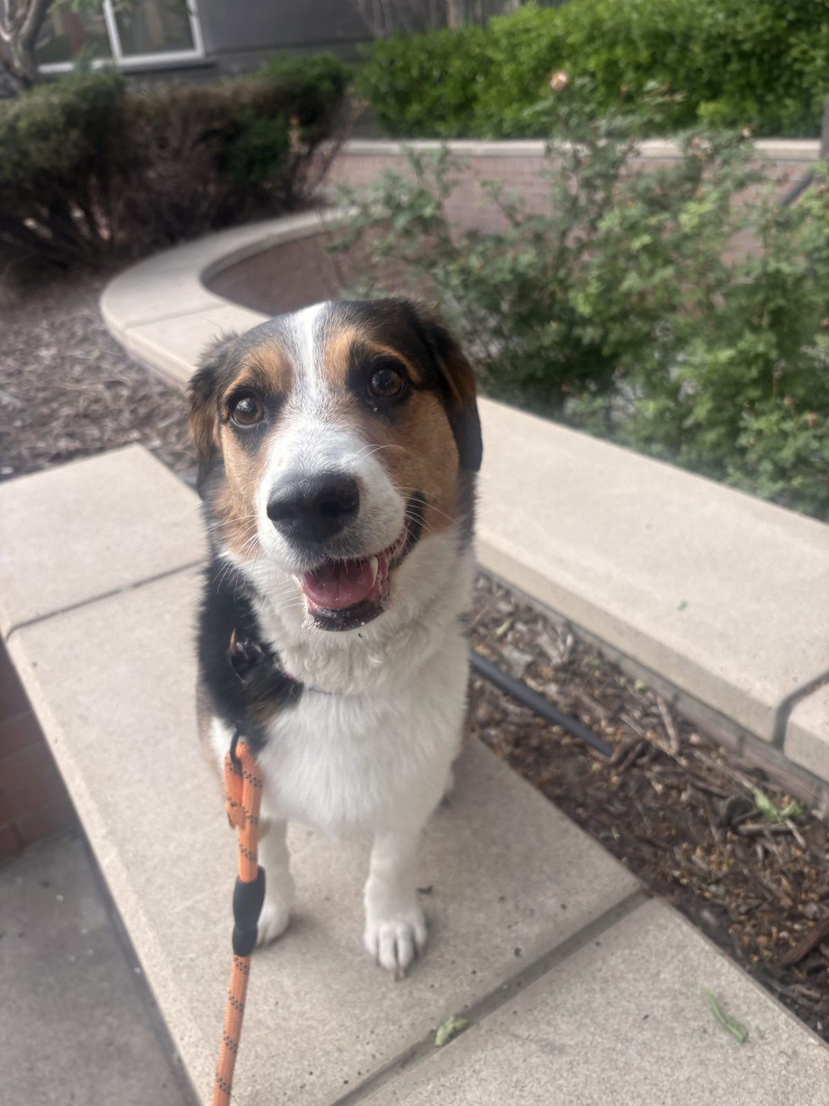 Happy tricolor puppy on a walk