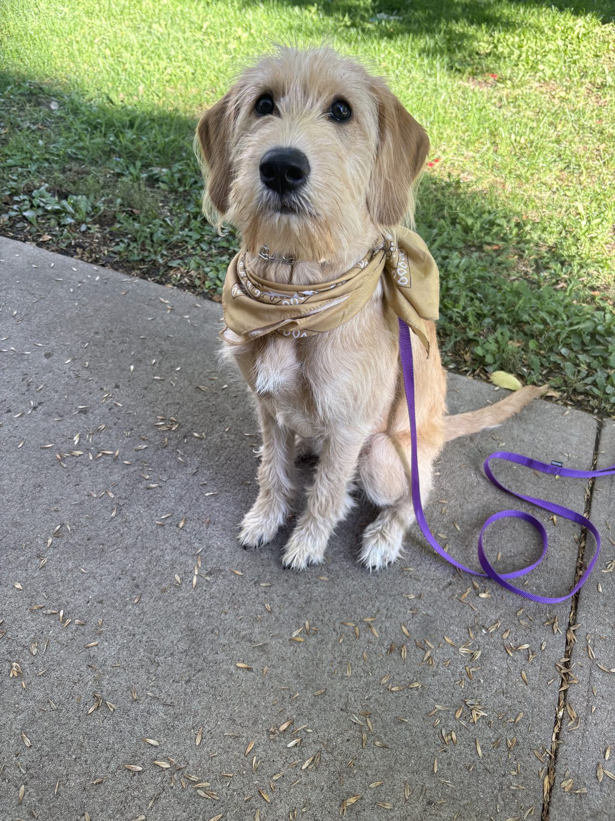 Golden mix dog wearing a bandana on a leash