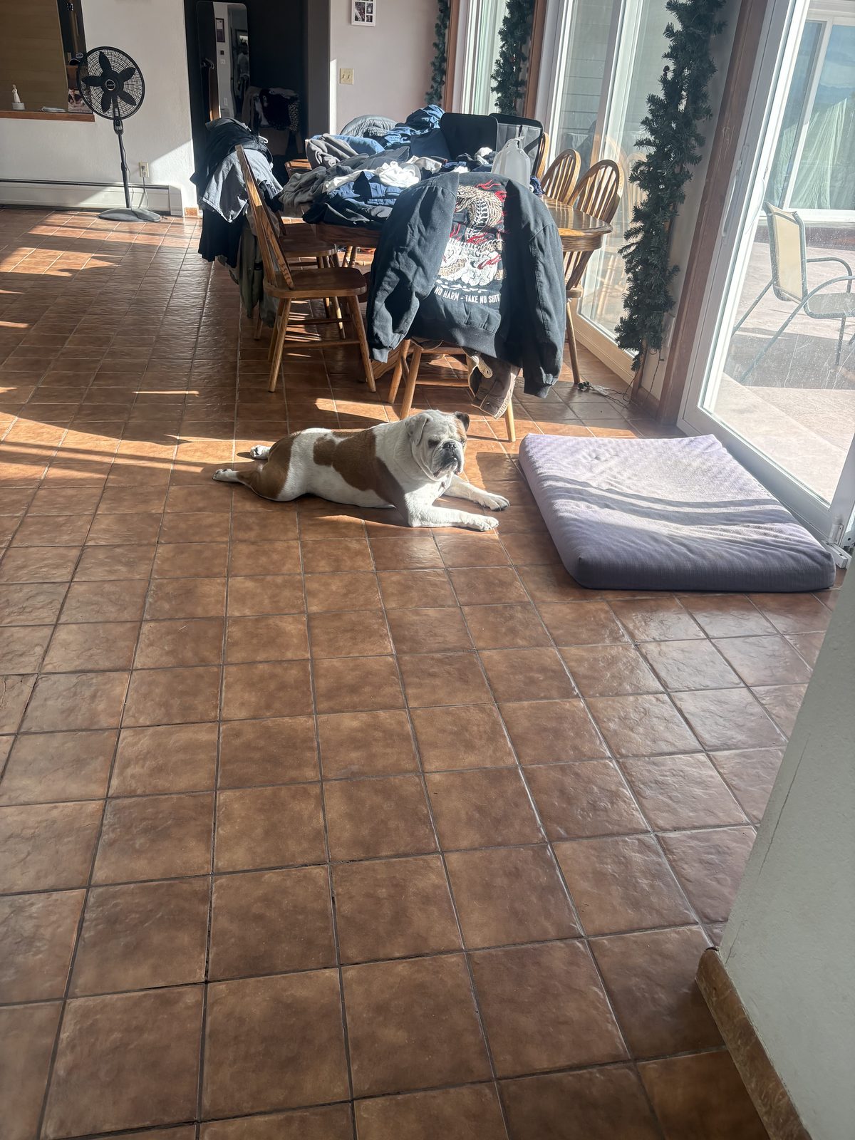 Dog relaxing during an in-home daycare visit