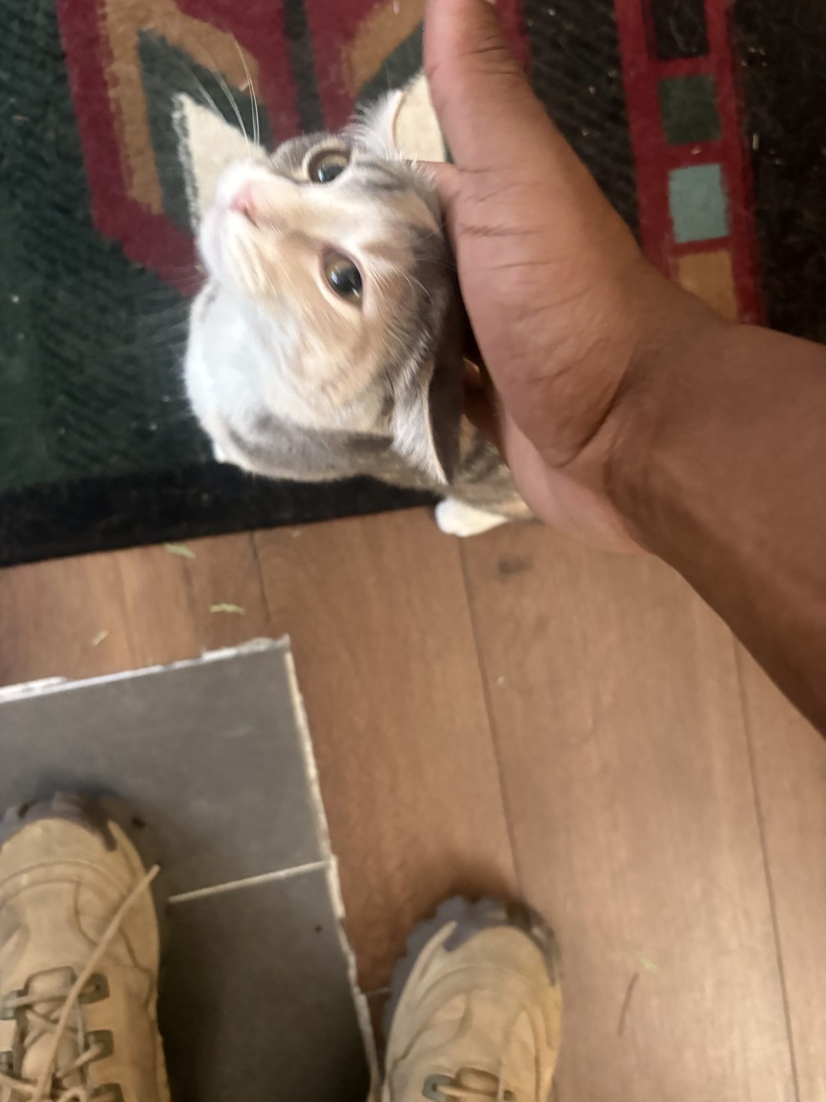 Cat during an in-home check-in visit