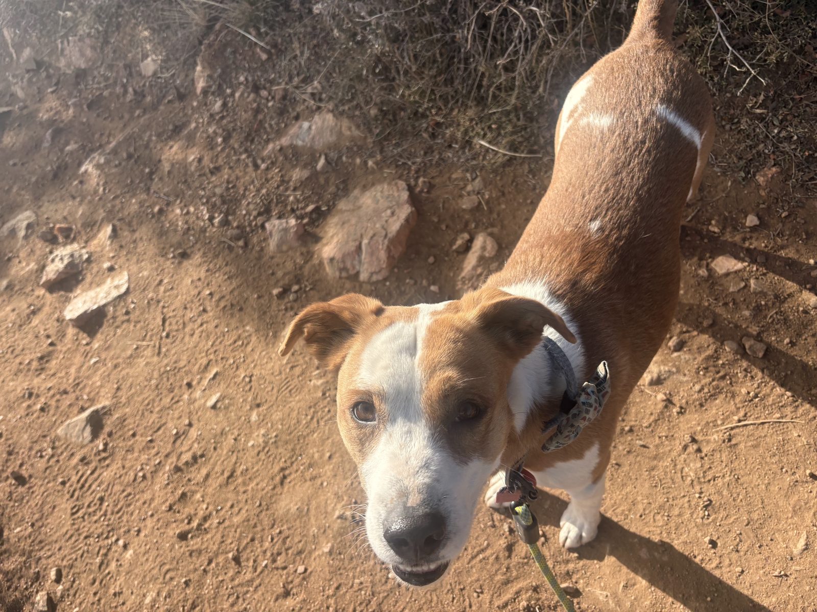 Dogs on a hike near Red Rocks, Colorado