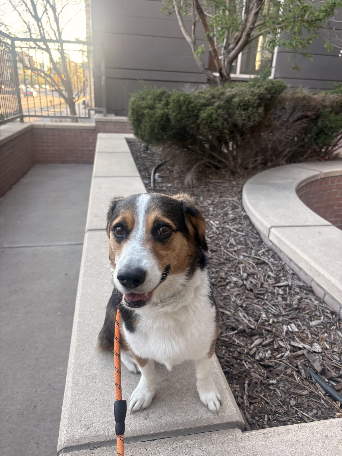 Dog on a walk through a Denver park