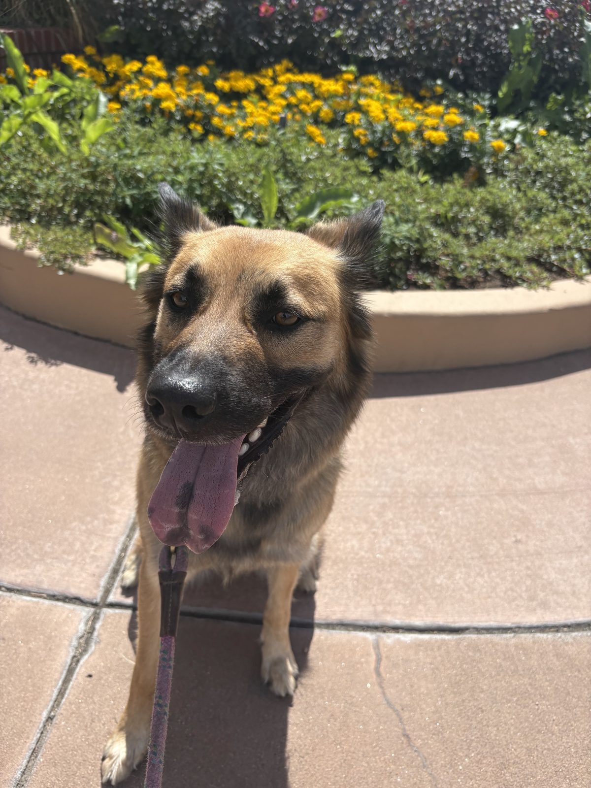Happy client dog after a walk