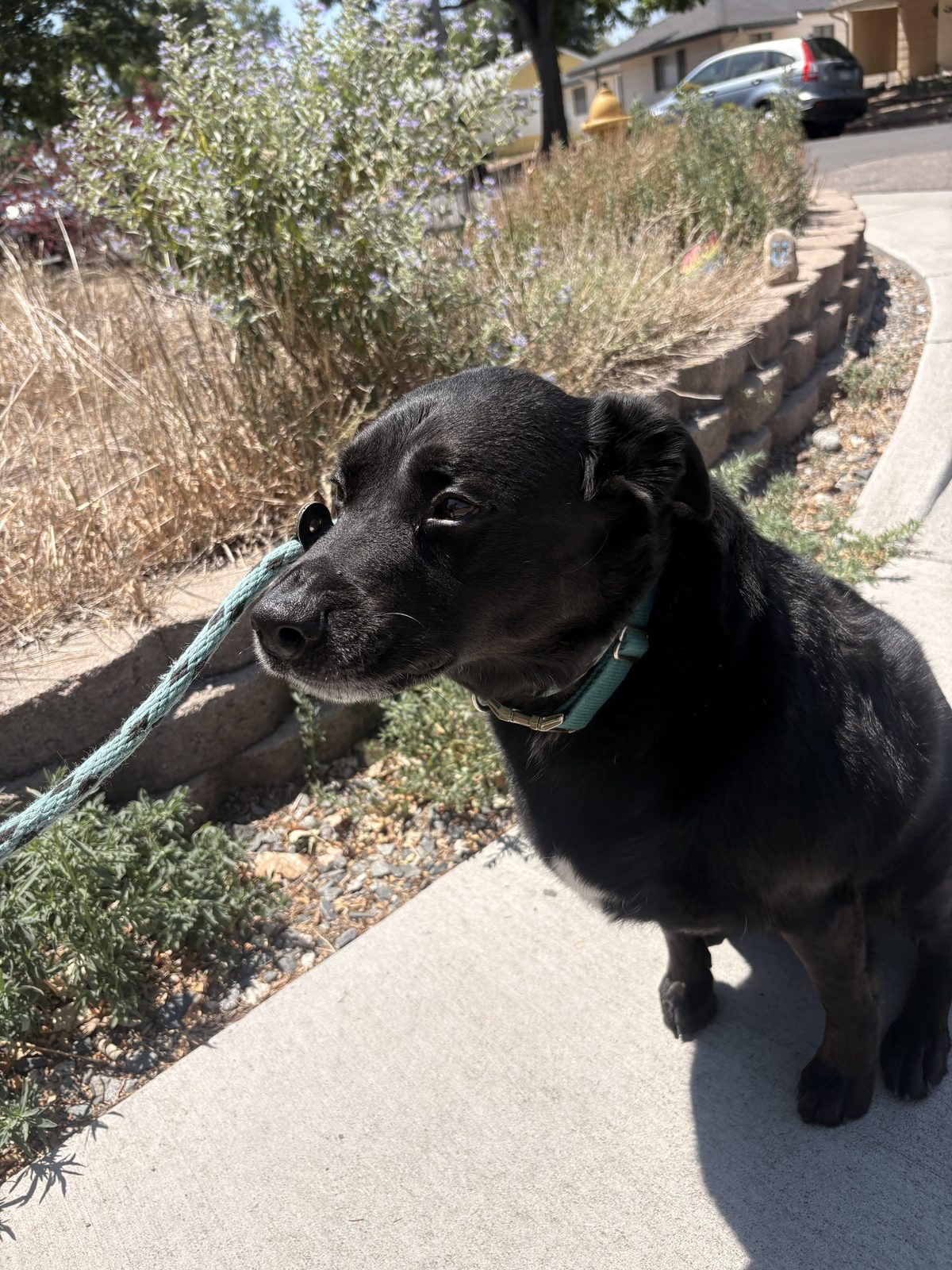 Client dog on leash during a Denver walk